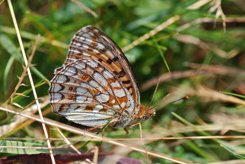 Conferma - Nymphalidae - Argynnis niobe?